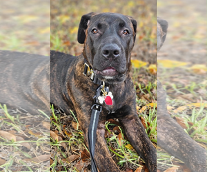 Mutt Dogs for adoption in Kankakee, IL, USA