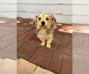 Mutt Dogs for adoption in Sandy, UT, USA