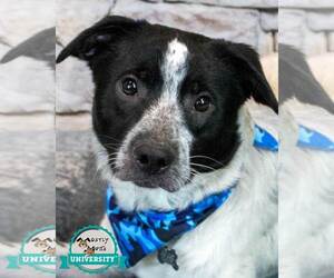 Borador Dogs for adoption in Kennesaw, GA, USA