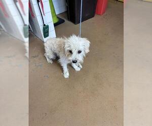 Mutt Dogs for adoption in Chula Vista, CA, USA