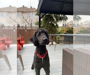 Poodle (Standard) Dogs for adoption in Bowmanville, Ontario, Canada