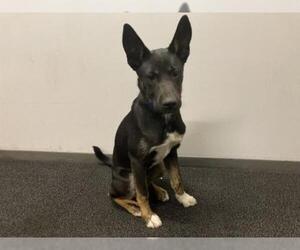 German Shepherd Dog-Unknown Mix Dogs for adoption in pomona, CA, USA