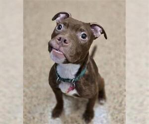 American Pit Bull Terrier Dogs for adoption in Springfield, MA, USA
