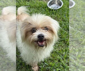 Mutt Dogs for adoption in San Leon, TX, USA