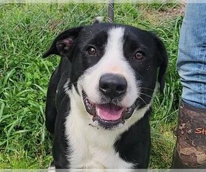 Mutt Dogs for adoption in Anniston, AL, USA