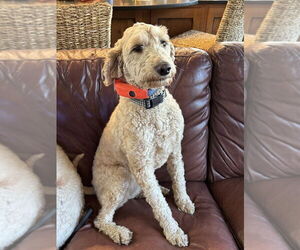 Golden Retriever-Unknown Mix Dogs for adoption in Glen Haven, WI, USA