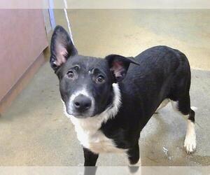 Border Collie-Unknown Mix Dogs for adoption in Sacramento, CA, USA