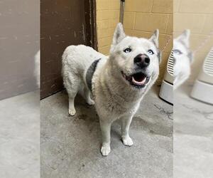 Siberian Husky Dogs for adoption in Stockton, CA, USA