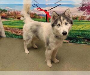 Siberian Husky-Unknown Mix Dogs for adoption in Moreno Valley, CA, USA