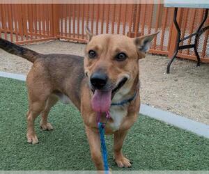 German Shepherd Dog-Unknown Mix Dogs for adoption in Las Vegas, NV, USA