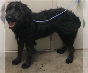 Labradoodle Dogs for adoption in Rosenberg, TX, USA