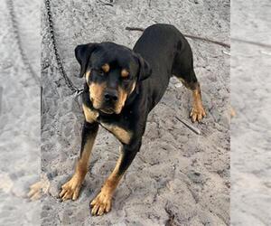 Rottweiler Dogs for adoption in Palmetto, FL, USA