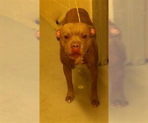 Mutt Dogs for adoption in Sanford, FL, USA