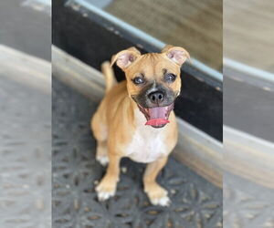 Chug Dogs for adoption in Dana Point, CA, USA