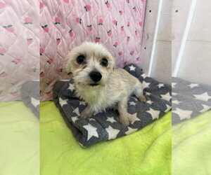Maltese-Unknown Mix Dogs for adoption in Pacolet, SC, USA