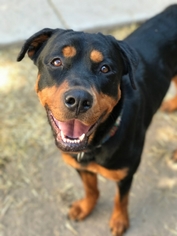 Rottweiler Dogs for adoption in Littelton, CO, USA