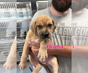 Mutt Dogs for adoption in Jackson Township, NJ, USA
