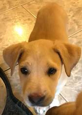 Labrador Retriever Dogs for adoption in Marrero, LA, USA