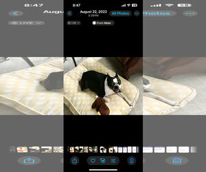 Boston Terrier Dogs for adoption in Parker Ford, PA, USA