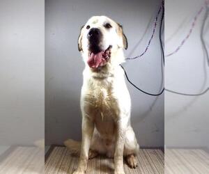 Great Pyrenees-Unknown Mix Dogs for adoption in Silver Spring, MD, USA