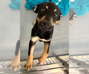 Rottweiler-Unknown Mix Dogs for adoption in Hilton Head, SC, USA