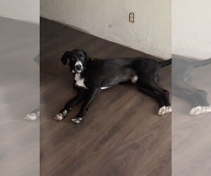 Boxer-Unknown Mix Dogs for adoption in Aurora, IN, USA