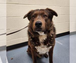 Australian Shepherd-Unknown Mix Dogs for adoption in Denver, CO, USA