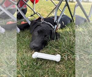 American Pit Bull Terrier-Labrador Retriever Mix Dogs for adoption in Shillington, PA, USA