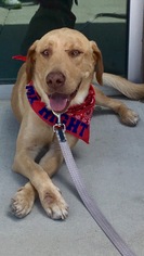 Medium Photo #1 Labrador Retriever Puppy For Sale in Fort Worth, TX, USA