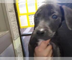 Labrador Retriever-Unknown Mix Dogs for adoption in Tulsa, OK, USA