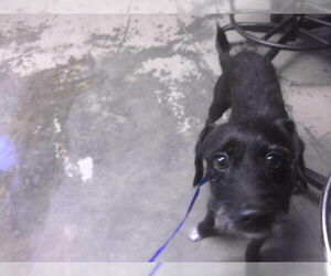 Chihuahua-Unknown Mix Dogs for adoption in Tallahassee, FL, USA