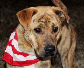 Small Mountain Cur Mix