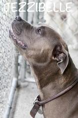 American Pit Bull Terrier Dogs for adoption in St Helens, OR, USA