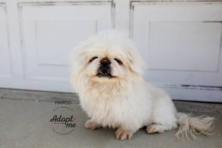 Pekingese Dogs for adoption in Los Angeles, CA, USA