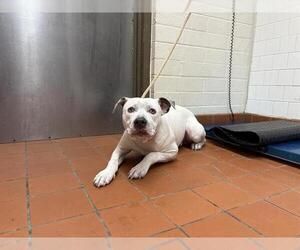 American Pit Bull Terrier Dogs for adoption in Camarillo, CA, USA