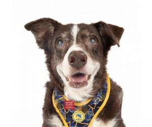 Border Collie Dogs for adoption in San Francisco, CA, USA