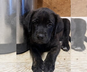 Golden Retriever-Unknown Mix Dogs for adoption in Bolivar, MO, USA