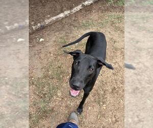 Great Dane-Labrador Retriever Mix Dogs for adoption in Denver, CO, USA