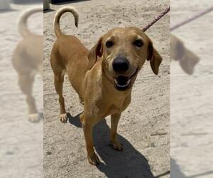 Rhodesian Ridgeback-Unknown Mix Dogs for adoption in Bakersfield, CA, USA