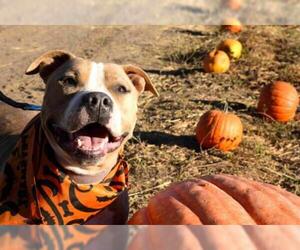 American Pit Bull Terrier Dogs for adoption in Yreka, CA, USA