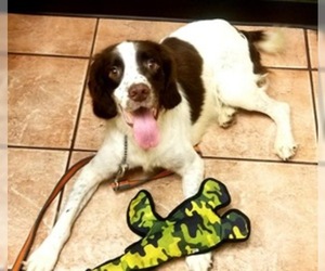 English Springer Spaniel Dogs for adoption in Fort Worth, TX, USA