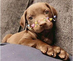 Doberman Pinscher-German Shorthaired Pointer Mix Dogs for adoption in Mount Airy, NC, USA