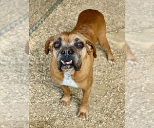 Medium Photo #1 Boxer Puppy For Sale in Austin, TX, USA