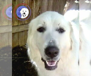 Great Pyrenees Dogs for adoption in Spring, TX, USA