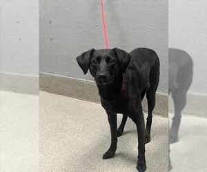 Labrador Retriever-Unknown Mix Dogs for adoption in Las Vegas, NV, USA
