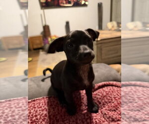 Medium Photo #1 Chihuahua-Unknown Mix Puppy For Sale in The Woodlands, TX, USA