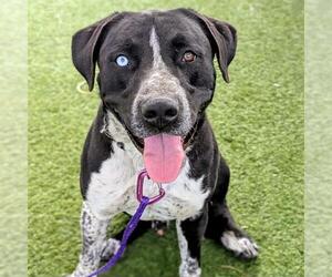 Labrador Retriever-Unknown Mix Dogs for adoption in Las Vegas, NV, USA