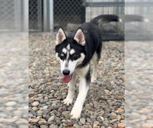 Alaskan Husky Dogs for adoption in Washougal, WA, USA