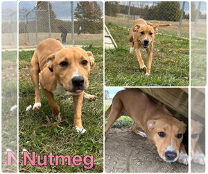 Labrador Retriever-Unknown Mix Dogs for adoption in Pierceton , IN, USA