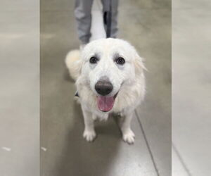 Great Pyrenees-Unknown Mix Dogs for adoption in Silver Spring, MD, USA